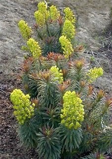 EUPHORBIA characias 'Purple and Gold' - Euphorbe des garrigues