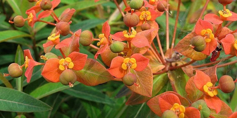 EUPHORBIA griffithii 'Dixter' - Euphorbe