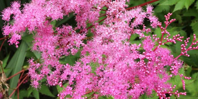 FILIPENDULA 'Kahome' - Filipendule