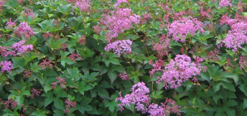 FILIPENDULA 'Kahome'