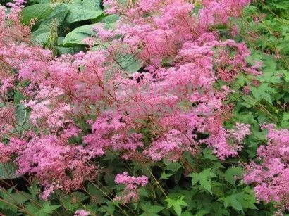 FILIPENDULA palmata 'Nana' - Reine des Prés