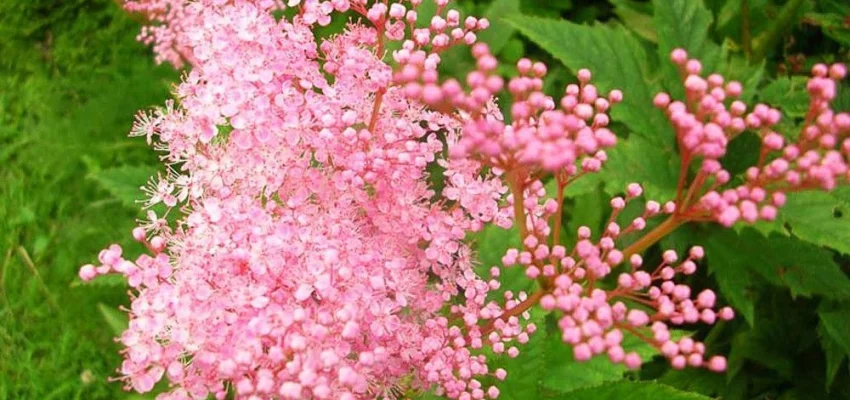 FILIPENDULA palmata 'Nana' - Reine des Prés