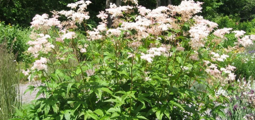 FILIPENDULA purpurea 'Alba' - Reine de Prés