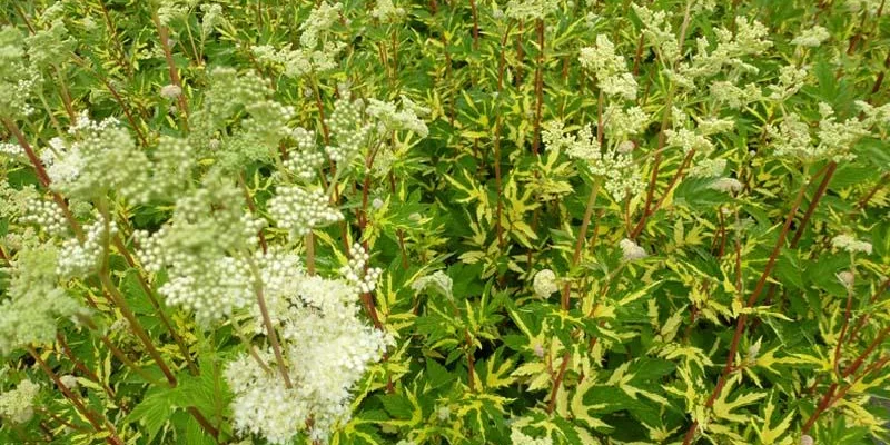 FILIPENDULA ulmaria 'Variegata'