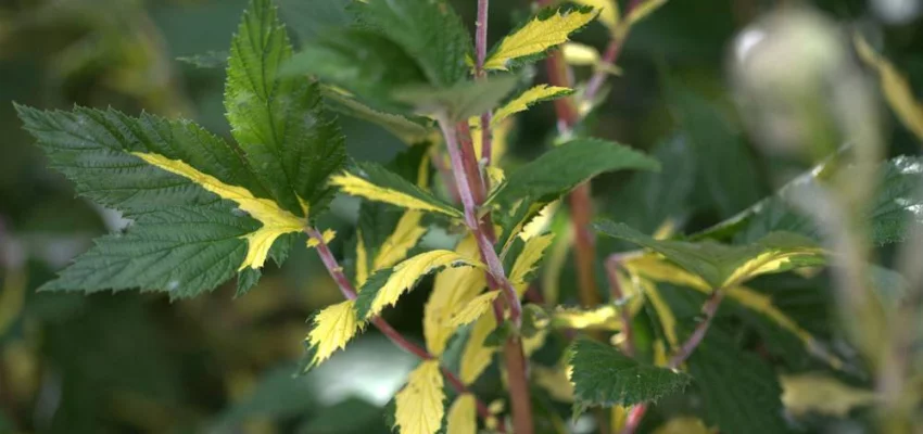 FILIPENDULA ulmaria 'Variegata'