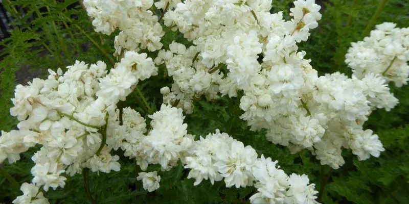 FILIPENDULA vulgaris 'Multiplex' - Reine des Prés