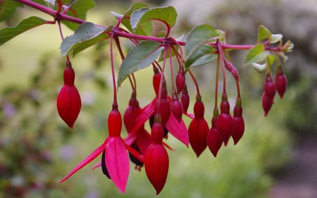 FUCHSIA 'Mrs Popple' - Fuchsia vivace