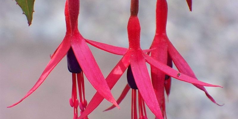 FUCHSIA magellanica 'Gracilis' - Fuchsia vivace
