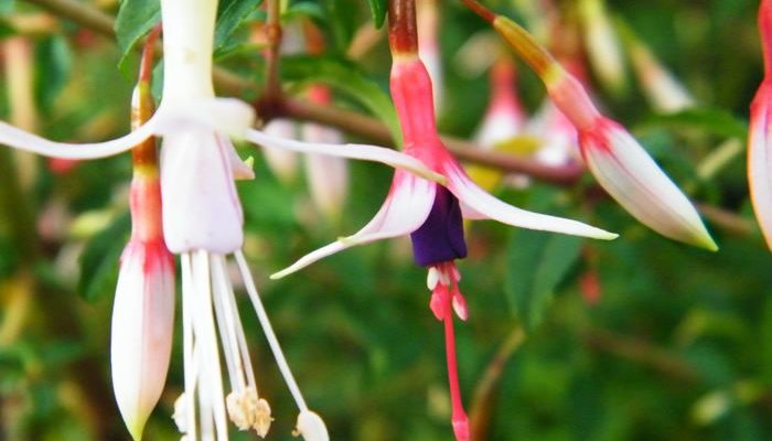 FUCHSIA magellanica 'Alba' - Fuchsia vivace