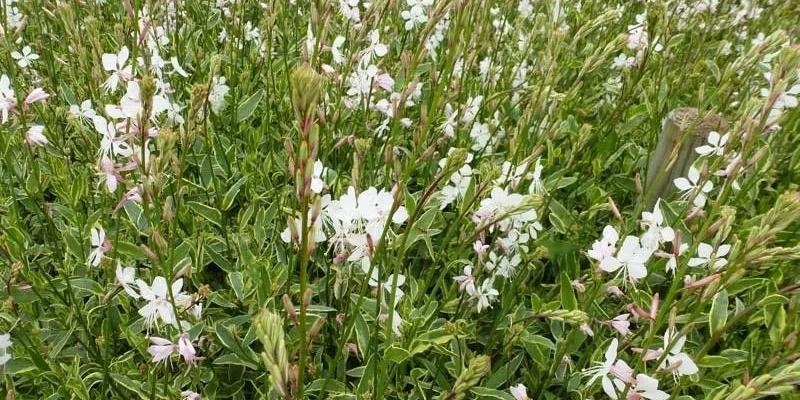 GAURA lindheimeri 'Corrie’s Gold' - Gaura de Linheimer