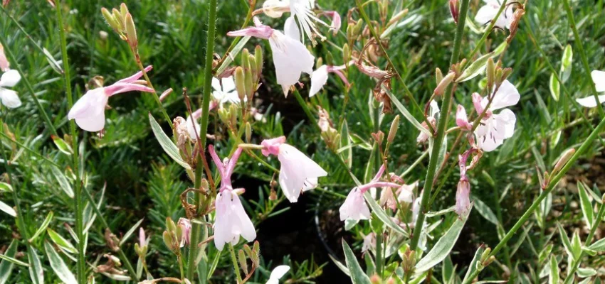 GAURA lindheimeri 'Corrie’s Gold' - Gaura de Linheimer