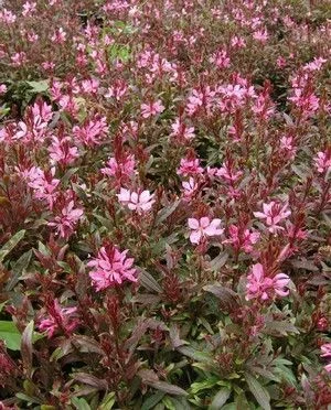 GAURA lindheimeri 'Crimson Butterflies®