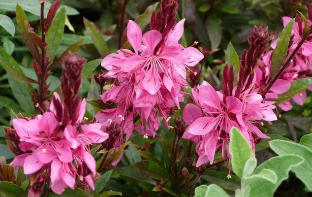 GAURA lindheimeri 'Crimson Butterflies®