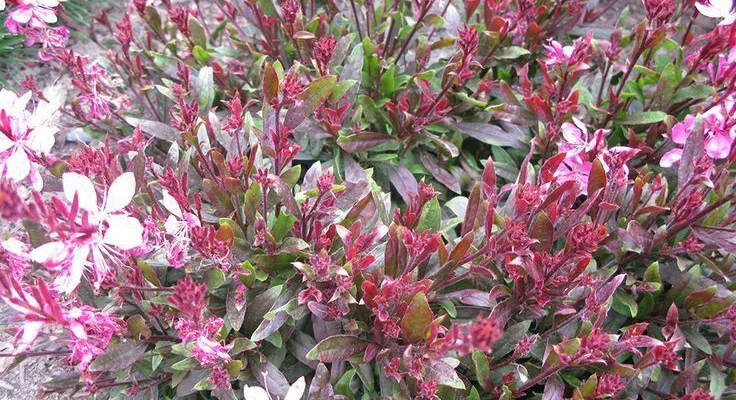 GAURA lindheimeri 'Crimson Butterflies®