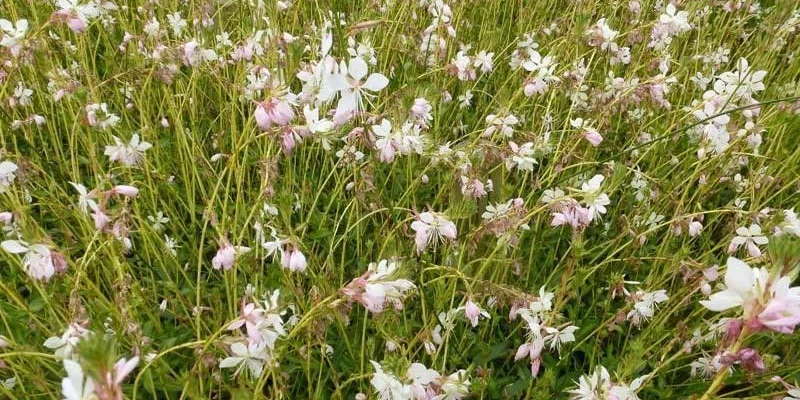 GAURA lindheimeri 'Madonna' ®