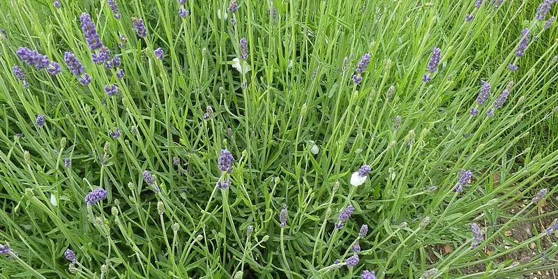 LAVANDULA angustifolia 'Hidcote'