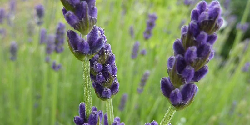 LAVANDULA angustifolia 'Hidcote'