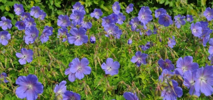 GERANIUM clarkei 'Kashmir Blue' - Géranium vivace 'Kashmir Blue'