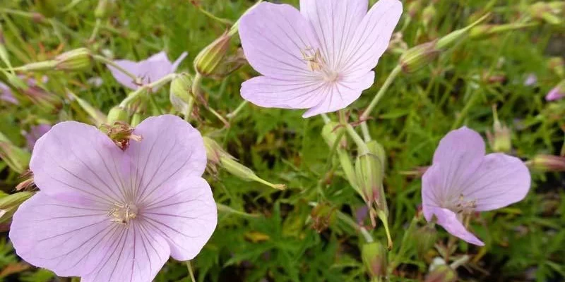 GERANIUM clarkei 'Kashmir Pink'