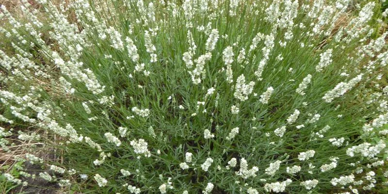 LAVANDULA angustifolia 'Alba'