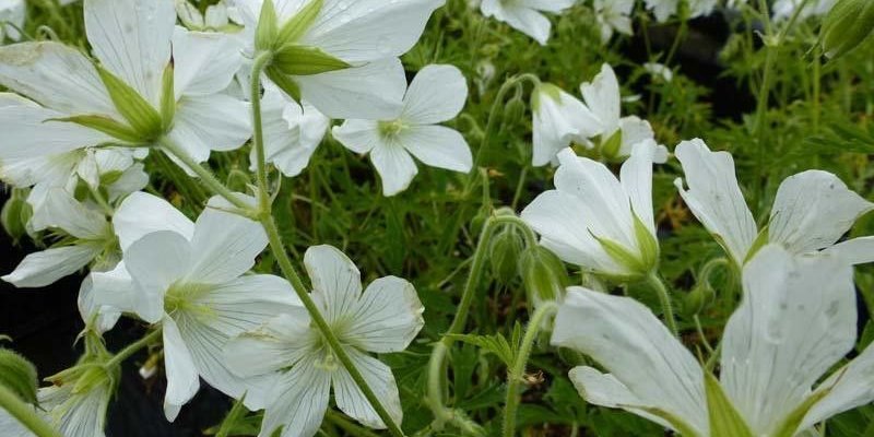GERANIUM clarkei 'Kashmir White' - Géranium vivace