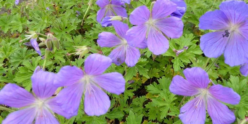 GERANIUM himalayense 'Irish Blue'