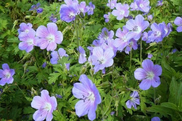 GERANIUM himalayense 'Irish Blue'