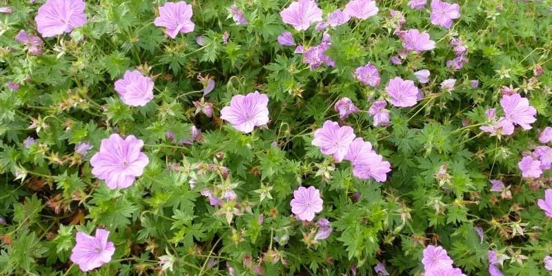 GERANIUM 'Blushing Turtle'