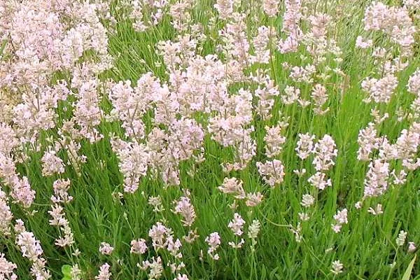 LAVANDULA angustifolia 'Rosea'