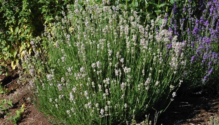 LAVANDULA angustifolia 'Rosea'