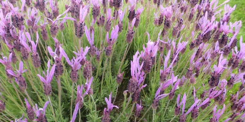 LAVANDULA stoechas 'Papillon'