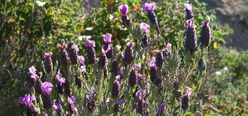 LAVANDULA stoechas 'Papillon'