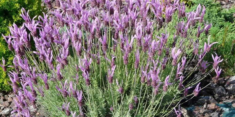 LAVANDULA stoechas 'Papillon'