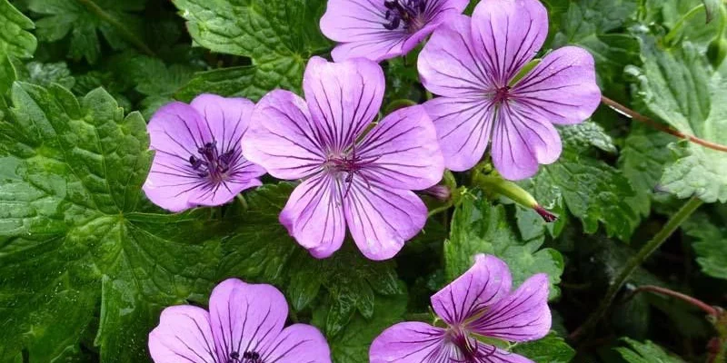 GERANIUM 'Pink Penny'®