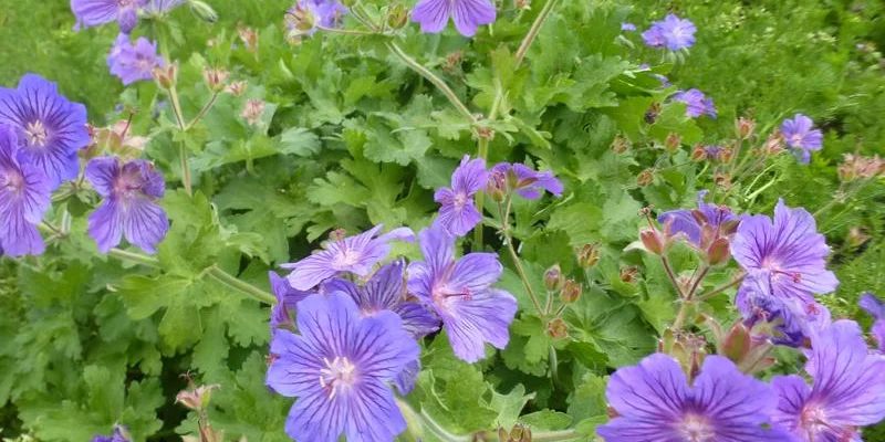 GERANIUM 'Sabani Blue' ® - Géranium vivace