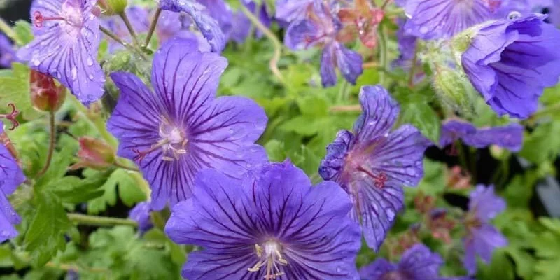 GERANIUM 'Sabani Blue' ® - Géranium vivace