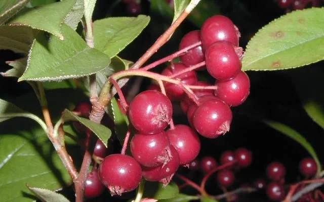 ARONIA arbutifolia - Aronie à feuilles d'arbousier