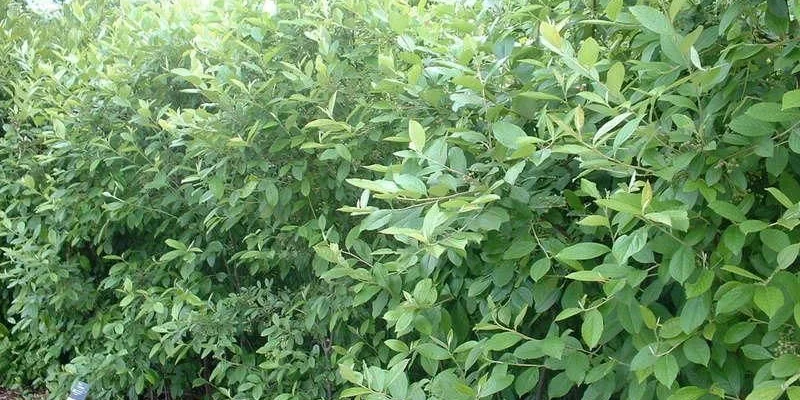 ARONIA arbutifolia - Aronie à feuilles d'arbousier