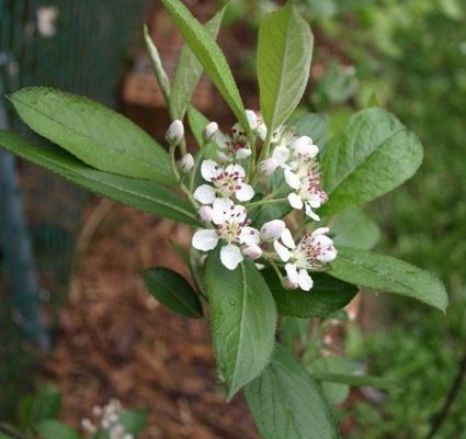ARONIA arbutifolia - Aronie à feuilles d'arbousier