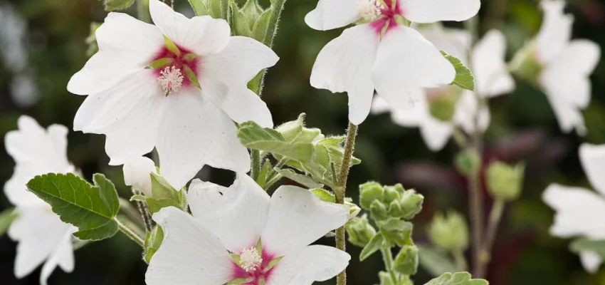 LAVATERA 'Barnsley' - Lavatère maritime 'Barnsley'