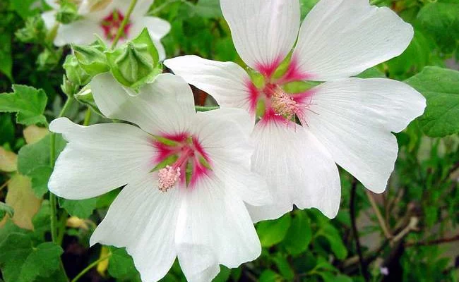 LAVATERA 'Barnsley' - Lavatère maritime 'Barnsley'