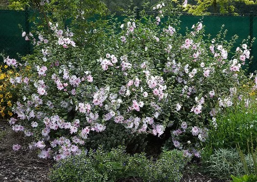 LAVATERA 'Barnsley' - Lavatère maritime 'Barnsley'