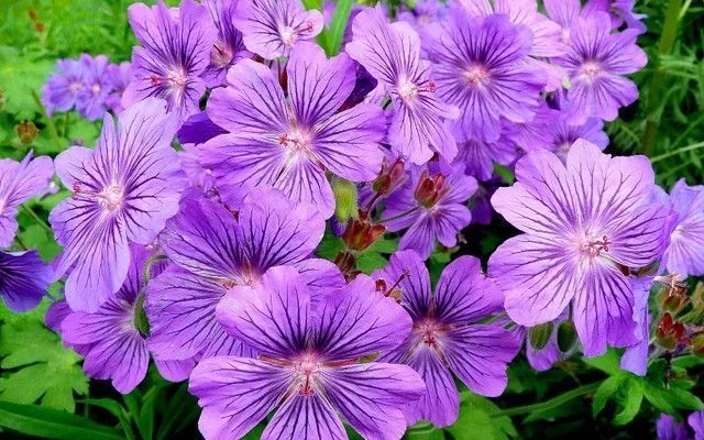 GERANIUM 'Stephanie' - Géranium vivace