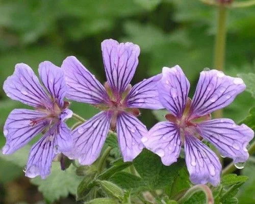 GERANIUM 'Stephanie' - Géranium vivace