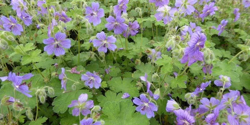 GERANIUM 'Terre Franche' - Géranium vivace