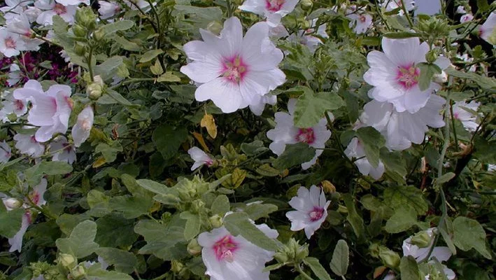 LAVATERA 'Baby Barnsley'® - Lavatère naine 'Baby barnsley'