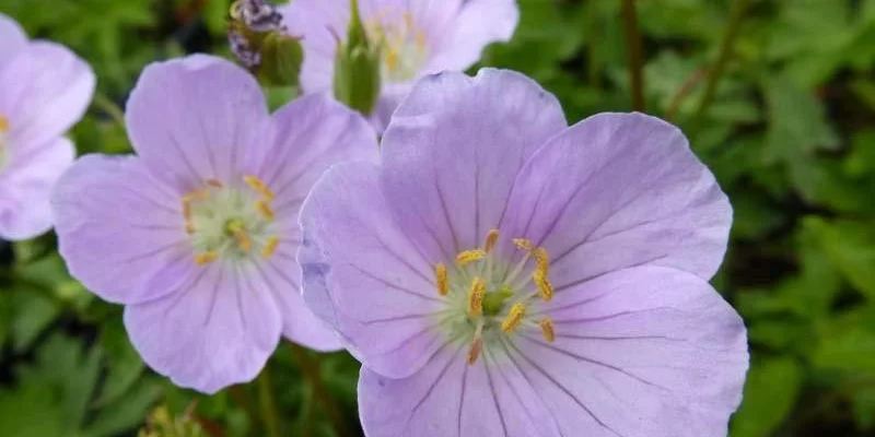 GERANIUM maculatum 'Vickie Lynn' - Géranium vivace