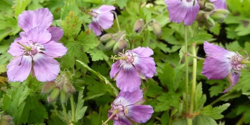 GERANIUM monacense 'Claudine Dupont' - Géranium vivace