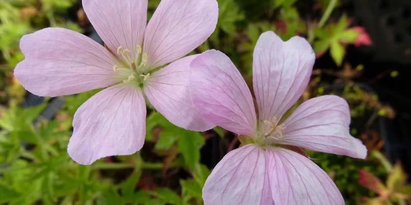 GERANIUM oxonianum 'Frank Lawley' - Géranium vivace