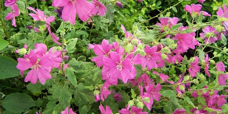 LAVATERA 'Burgundy Wine'